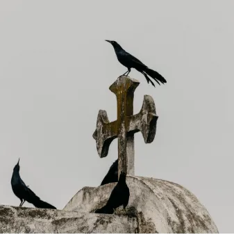 Cuervos posados sobre una cruz de piedra en una tumba, sobre fondo gris