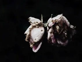 Dos rosas marchitas sobre un fondo negro