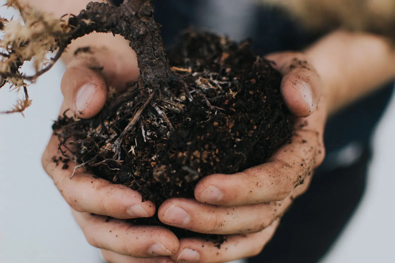 Manos sostienen tierra oscura con raíces de una planta