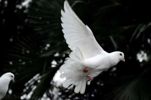 Paloma blanca en pleno vuelo con las alas abiertas sobre fondo oscuro, símbolo de paz
