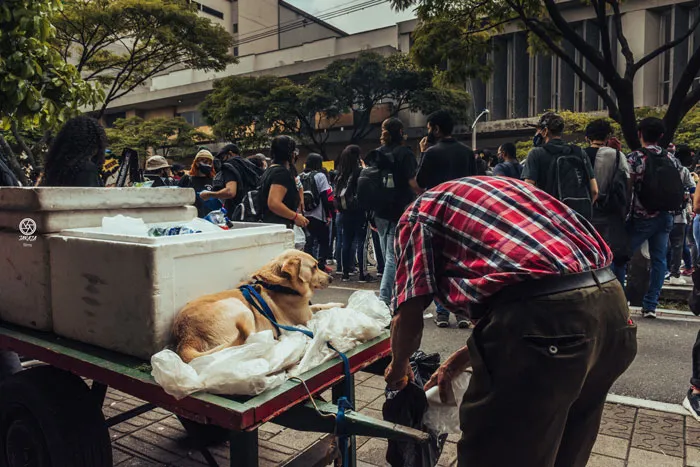 Perro con pañuelo recostado sobre neveras portátiles en un puesto callejero mientras pasa la marcha